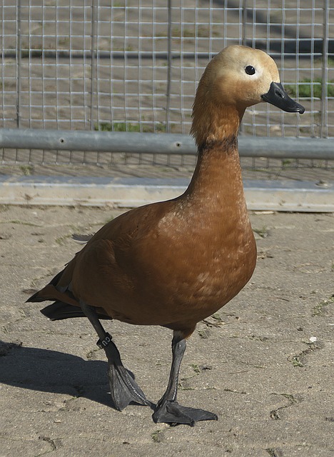 外的