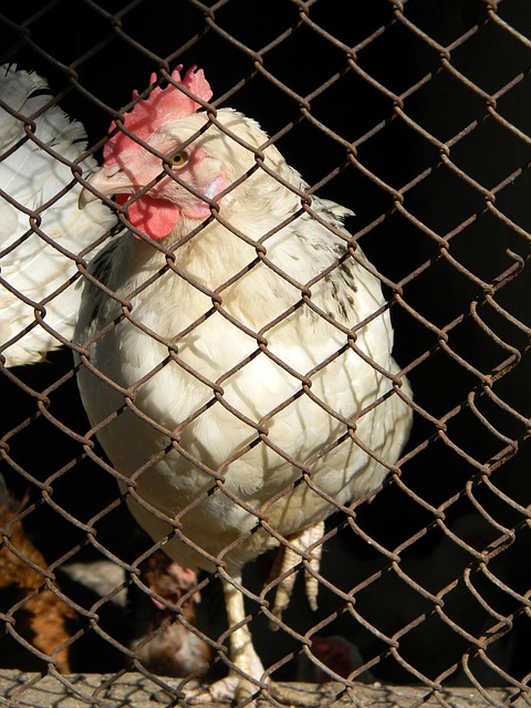 娃指尖的异 娃指尖的异