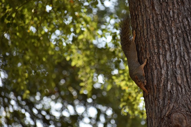 学院游泳队 学院游泳队